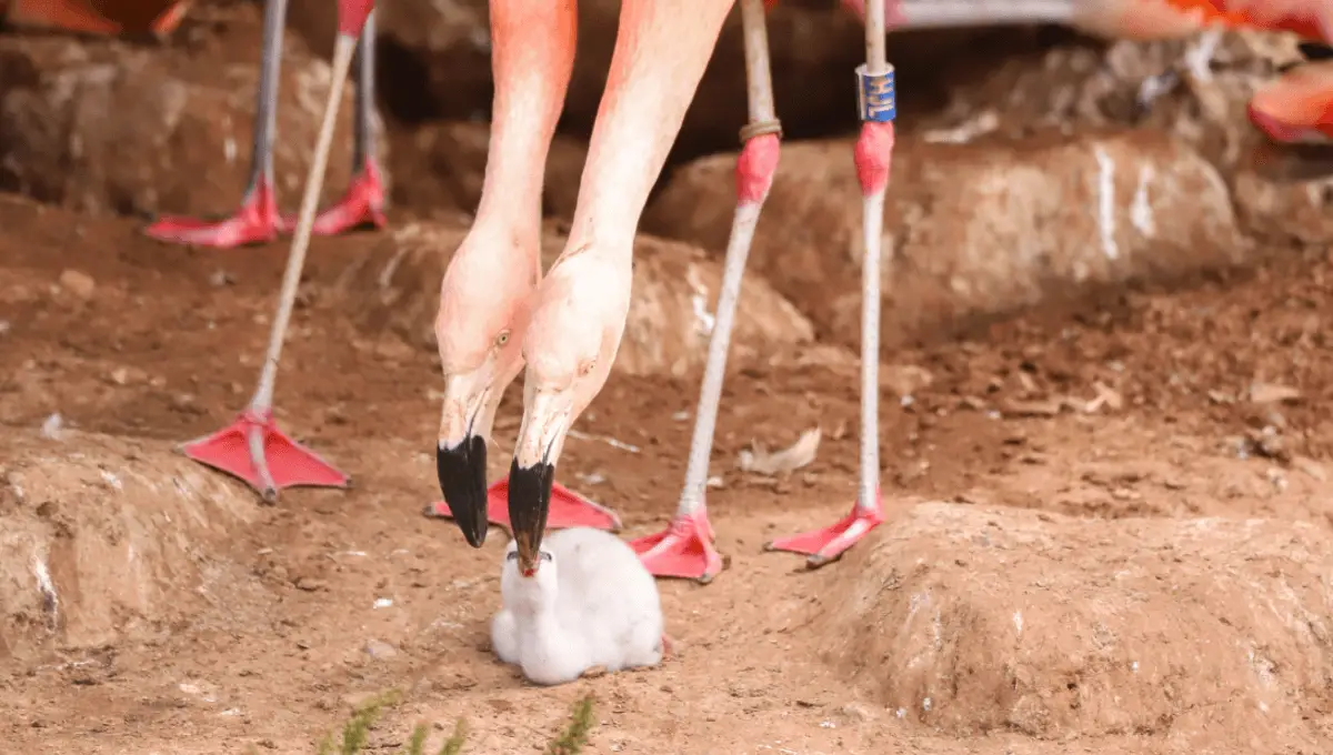 Same-Sex Flamingos Curtis And Arthur Successfully Hatch Chick At UK Zoo